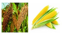 Sorghum Instead of Corn