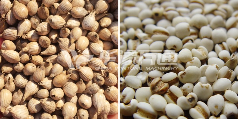 Raw Coix Seeds and hulled Coix Seeds