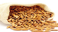 Brazilian Pine Nuts