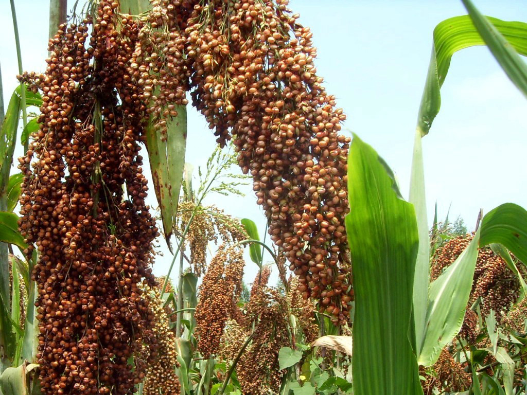 Sorghum Stripping Machine